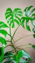 Defocus abstract bacground of monstera king Royalty Free Stock Photo