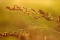 Defocus abstract nature yellow background. Spiderweb, sun light, network of spider, spring season, beauty of wild nature