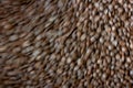 Defocus Abstract roasted coffee beans background