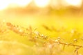 Defocus abstract yellow background. Nature of green leaf in gard Royalty Free Stock Photo