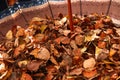Defocus autumn background. Dry leaves. Many flying orange, yellow, green dry leaves on umbrella. Enjoy autumn. Happy