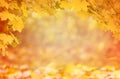 Defocus autumn image. Yellow maple leaves