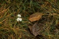 Defocus autumn leaves. Green and brown autumn leaves background. Outdoor. Fallen autumn dry leaves. Green grass on lawn