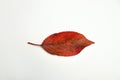 Defocus autumn red leaf isolated on white background. The art Red leaf isolated on white. Close-up. Out of focus