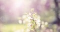 Defocus banner natural background blurred small flowers on a branch.