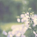 Defocus banner surrealism natural background blurred small flowers on a branch.