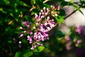 Defocus beautiful lilac flowers branch on a green background, natural spring background. Nature blurred background in Royalty Free Stock Photo