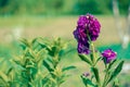 Defocus beautiful purple flowers. Image with bright summer color Royalty Free Stock Photo