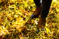 Defocus black shiny dark blue shoes for women& x27;s leg in autumn leaves in the park. The women walks in shoes. Nature