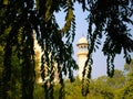 Defocus black silhouettes of branches of leaves and Taj Mahal minaret