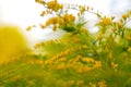 Defocus blooming broom bush, Cytisus scoparius. Natural background with yellow flowers. Nature abstract blurred