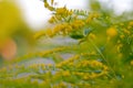 Defocus blooming broom bush, Cytisus scoparius. Natural background with yellow flowers. Nature abstract blurred