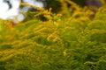 Defocus blooming broom bush, Cytisus scoparius. Natural background with yellow flowers. Nature abstract blurred