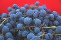 Defocus blue grape on red background. Red wine grapes background vintage. Vineyard. Closeup. Out of focus