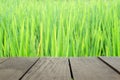 Defocus and blur image of terrace wood and beautiful paddy rice