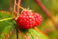 Defocus branch of ripe raspberries in a garden on blurred green background. Raspberry bush plant. Out of focus Royalty Free Stock Photo