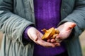 Defocus brown Mushrooms, suillus, In Female Hands. Picking Mushrooms. Autumn Forest. Autumn Inspiration. Young female