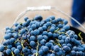 Defocus bucket of blue grape. Red wine grapes on vine in vineyard, close-up. Winemaker Harvesting Grapes. Blur. Fruit Royalty Free Stock Photo