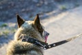 Defocus close-up of the back of the husky's head, siberian laika. Yellow grey hair on the head of a pet. Long tongue