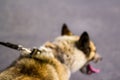 Defocus close-up of the back of the husky's head, siberian laika. Yellow grey hair on the head of a pet. Long tongue