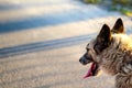 Defocus close-up of the back of the husky's head, siberian laika. Yellow grey hair on the head of a pet. Long tongue