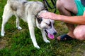 Defocus close-up funny siberian laika husky on leash with long tongue. Human& x27;s hands stroking dog, confidence trust