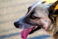 Defocus close-up of the husky's face, siberian laika. Yellow grey hair on the head of a pet. Profile. Ears head of a