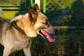 Defocus close-up of the husky's head, siberian laika. Yellow grey hair on the head of a pet. Long tongue. Ears head of a