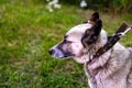 Defocus close-up of the husky's head, siberian laika. Yellow grey hair on the head of a pet. Profile. Ears head of a