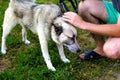 obedient siberian laika husky on leash with long tongue. Human& x27;s hands stroking dog, confidence trust