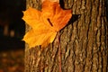 Defocus close-up orange maple leaf on trunk tree. Canada autumn park. Happy fall background. Hello autumn. Nature Royalty Free Stock Photo