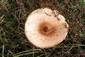 Defocus close-up parasol mushroom, macrolepiota procera, among dry grass, leaves and needles. Edible mushroom growing in