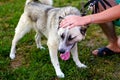 Defocus close-up playful siberian laika husky on leash with long tongue. Human& x27;s hands stroking dog, confidence trust