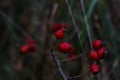 Defocus close-up red ripe berries on thin bush branches in park or forest. Holly plant, ilex verticillata, on autumn