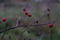 Defocus close-up ripe berries on thin bush branches in park or forest. Holly plant, ilex verticillata, on autumn forest