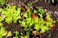 Defocus close-up salad lettuce leaves texture top view. Organic lettuce grows in the ground. Young lettuce grow in a bed
