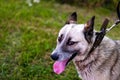 Defocus close-up of the smiling husky's face, siberian laika. Yellow grey hair on the head of a pet. Profile. Ears head