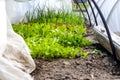 Defocus close-up two low tunnel greenhouse. Leek and onions, salad, lettuce growing. Greens in the greenhouse. Gardening and Royalty Free Stock Photo