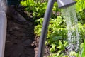 Defocus close-up water jet. Watering can on the garden. Vegetable watering can. Arc greenhouse. Radish leaves texture. Drops of