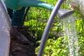 Defocus close-up water jet. Watering can on the garden. Vegetable watering can. Arc greenhouse. Radish leaves texture Royalty Free Stock Photo