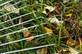 Defocus closeup rake. Rake with fallen leaves. Gardening during fall season. Cleaning lawn from leaves. Raking fallen Royalty Free Stock Photo