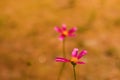 Defocus cosmos flower. A magenta cosmic flowers among the summer yellow nature background. Rose or pink flower. Minimal Royalty Free Stock Photo