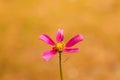 Defocus cosmos flower. A magenta cosmic flowers among the summer yellow nature background. Rose or pink flower. Minimal Royalty Free Stock Photo