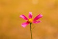 Defocus cosmos flower. A magenta cosmic flowers among the summer yellow nature background. Rose or pink flower. Minimal Royalty Free Stock Photo