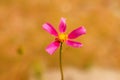 Defocus cosmos flower. A magenta cosmic flowers among the summer yellow nature background. Rose or pink flower. Minimal Royalty Free Stock Photo