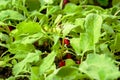 Defocus crop radish. Organic radish grows in the ground. Young radishes grow in a bed in the garden. organic vegetables red pink Royalty Free Stock Photo