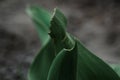 DEFOCUS Damaged, insect-eaten dark green leaves of tulips on a gray blurred soil background. Close-up. Out of focus. NO