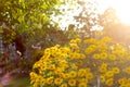 Defocus doronicum flowers. Bright bush of yellow garden daisies. Sunset over garden plants. Harmony happiness life Royalty Free Stock Photo