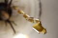 Defocus fly on yellow flypaper. Dead flies on sticky tape, trap for flies with glue, adhesive flytrap, stucktrap for Royalty Free Stock Photo