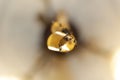 Defocus fly on yellow flypaper. Dead flies on sticky tape, trap for flies with glue, adhesive flytrap, stucktrap for Royalty Free Stock Photo